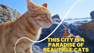 I feed the street cats of Istanbul. This city is a paradise of beautiful cats