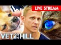 Vet On The Hill Extended Cuts: Season 2 🔴 Watch The Full Season Live