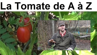 La Tomate de A à Z (presque)