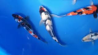 VID 20200319 WA0044