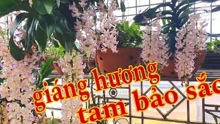 Tam bảo sắc hoa phân nhánh, cách chăm sóc lan giáng hương, phong lan rừng phúc vân