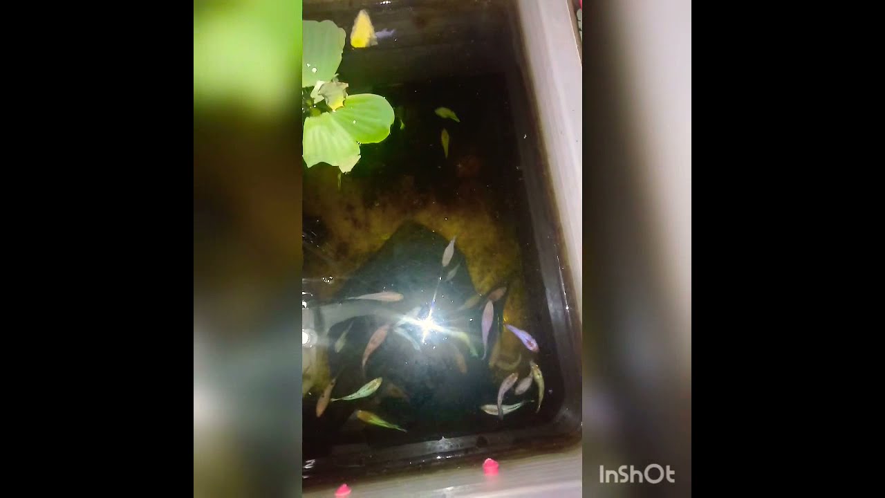 belajar breeding ikan cupang 