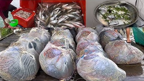 giác lưới cuối vào nghĩ xã hơi| nghề lưới cá đục| dính toàn cá đục và ba thú| Hoàng Phú quốc