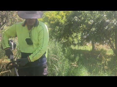 You Won't Believe This Overgrown Backyard Transformation!