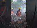 Forest Fires Raging Across Orangutan Habitat - UPDATE