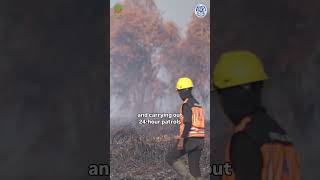 Forest Fires Raging Across Orangutan Habitat - UPDATE @InternationalAnimalRescue