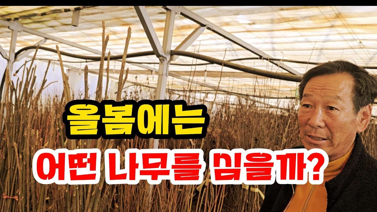 옥천 묘목시장에 왔어요 뭘 심을까 골라보세요  라이브 스트리밍 중