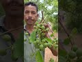 Any one knows  this  fruits is found  in villages