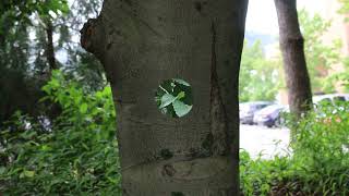 American beech (Fagus grandifolia) - Plant Identification