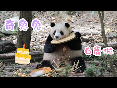《熊貓主題趴》“奇一”6歲生日見面會 | iPanda熊貓頻道
