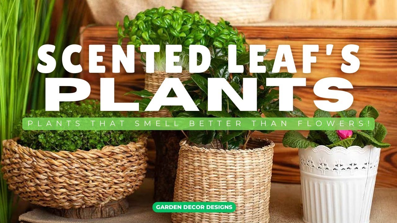 TOP 15 SCENTED LEAF PLANTS DESIGN IDEAS | NATURAL HOME SCENT FRAGRANT PLANTS GARDEN LANDSCAPING