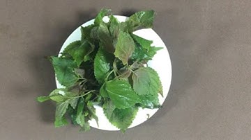 Chữa bệnh Gút ngay tại nhà chỉ bằng 1 nắm lá tía tô hiệu quả và an toàn cho sức khỏe [Sức khỏe]