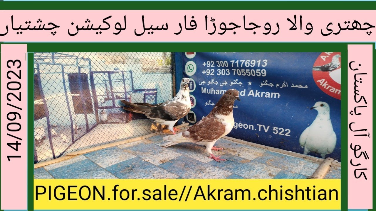 PIGEON.for.sale//PIGEON.kernel//کارگو آل پاکستان چینل لائک سبسکرائب