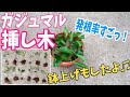 【観葉植物】ガジュマルの挿し木！大成功！！鉢上げもしたよ♫