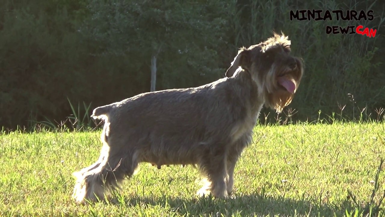 Embarazo Y Parto De Nuestra Schnauzer Aruma