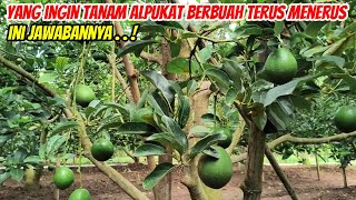 Varietas Alpukat Apa Yang Berbuah Sepanjang Tahun Tonton Ini Dulu
