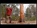 Cutting down a big Tree with just an Axe!