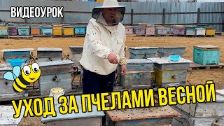 Видеоурок: уход за пчелами весной в условиях вечной мерзлоты