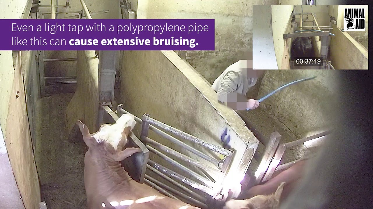 animal welfare act of 1998 tagalog PJ Hayman: shocking scenes filmed at small-scale slaughterhouse
