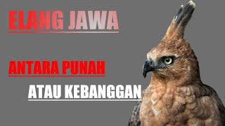 MENGENAL ELANG JAWA SATWA LANGKA YANG TERANCAM PUNAH