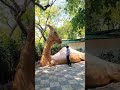 dinosour mil gaya 🦕