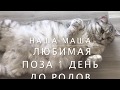 🤩🙀😺СЛАБОНЕРВНЫМ НЕ СМОТРЕТЬ🙉🤔😷НОРМАЛЬНЫЕ РОДЫ КОШКИ🧐