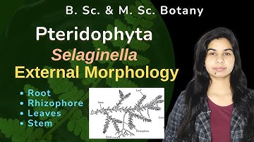 Pteridophyta || Selaginella || External morphology || Botany || B. Sc. & M. Sc.