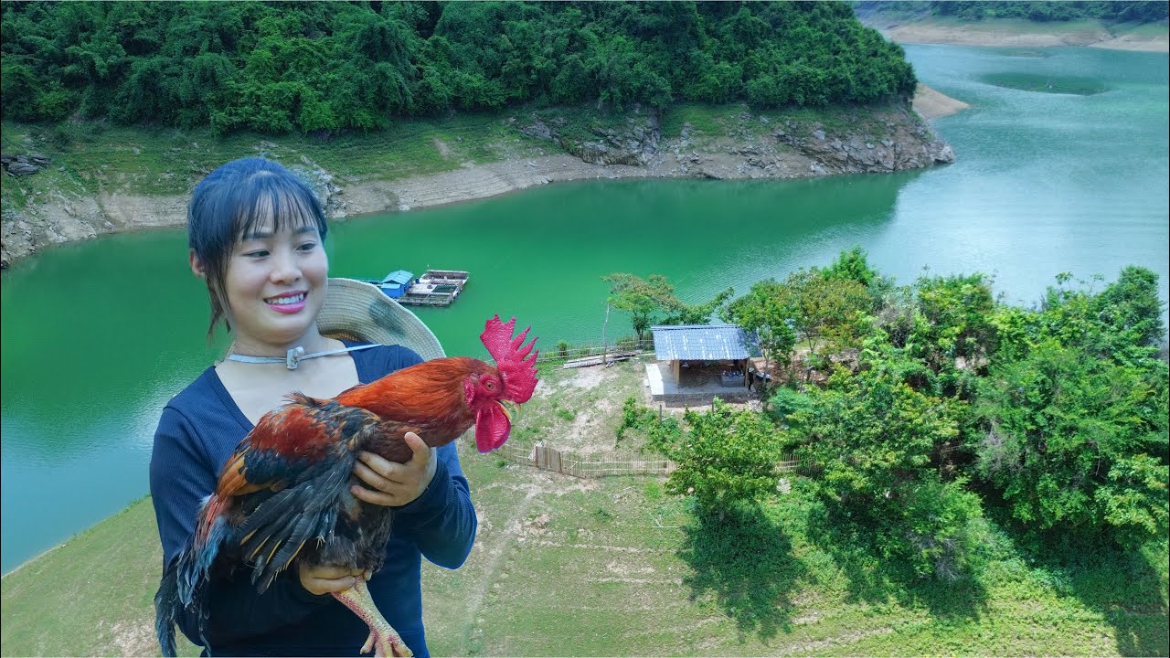 Fencing My Island Home and Releasing Chickens into the Wild