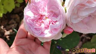 Цветение роз в ПОДМОСКОВЬЕ (27.06)🌹🌹🌹. Принцесса Хитоми, Хот Какао, Цикламен Пьер де Ронсар и другие