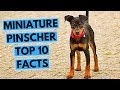 34+ Miniature Pinscher Size