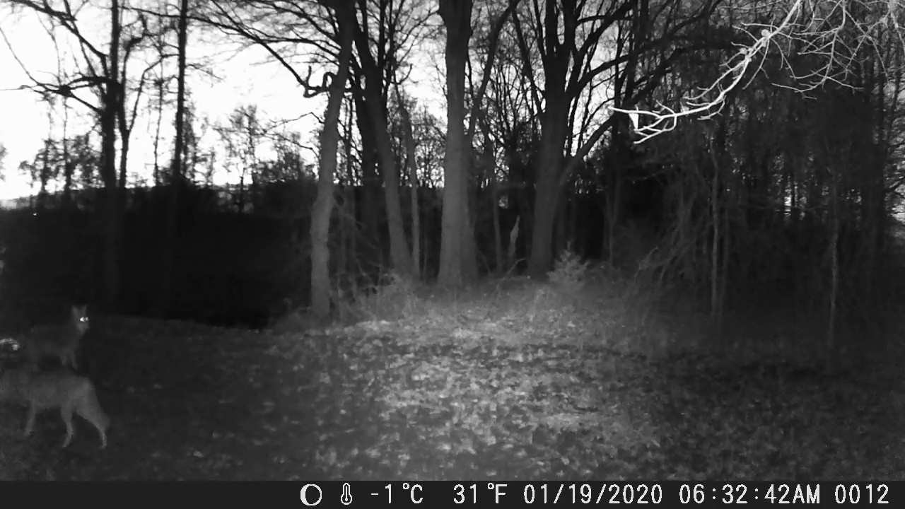 Trail cam footage (Jan/19/2020) Coyote pair YouTube