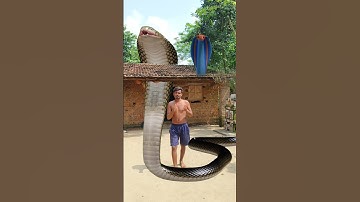 VFX Ka Jadoo: Ghar Ke Aangan Mein Aaya Vishal Naag! #shorts #vfx #youtubeshorts #snake #animation