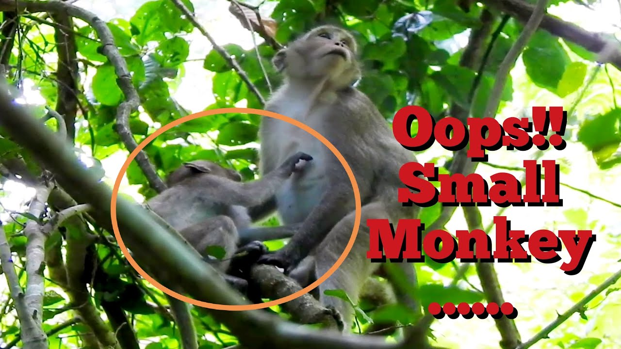 OMG What Is Small Monkey Doing Monkey Request Milk From Mum YouTube OMG What Is Small Monkey Doing Monkey Request Milk From Mum YouTube