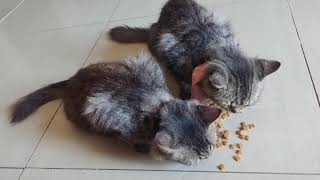 Cute and lovely cats are eating breakfast together