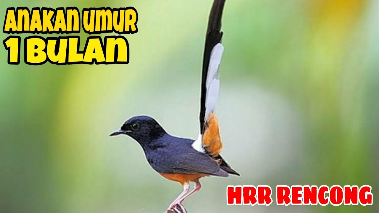 Murai Batu, Anakan burung murai, (HRR RENCONG) 