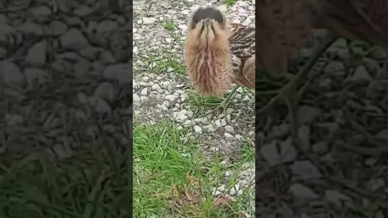 Aisi bird jo apne nahi dekhi hogi 