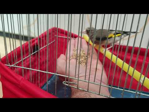 جوجه سهره رام شده من