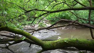 Rainforest Harmony , Stress Relief & Relaxing Nature Soundscape