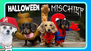 Trick Or Treat! Wiener Dog Halloween  Crusoe the Dachshund Reaction by @ChopsicleTheDog