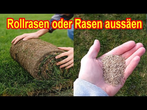 Video: Ist Rollrasen und Aussaat besser?