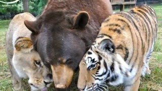 A Lion, Tiger And Bear Living In A Noah's Ark Animal Sanctuary Form An Inseparable 