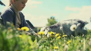 adorable child feeding a goat on a farm unedited video footage by TMA WORLD No views 1 month ago 20 seconds