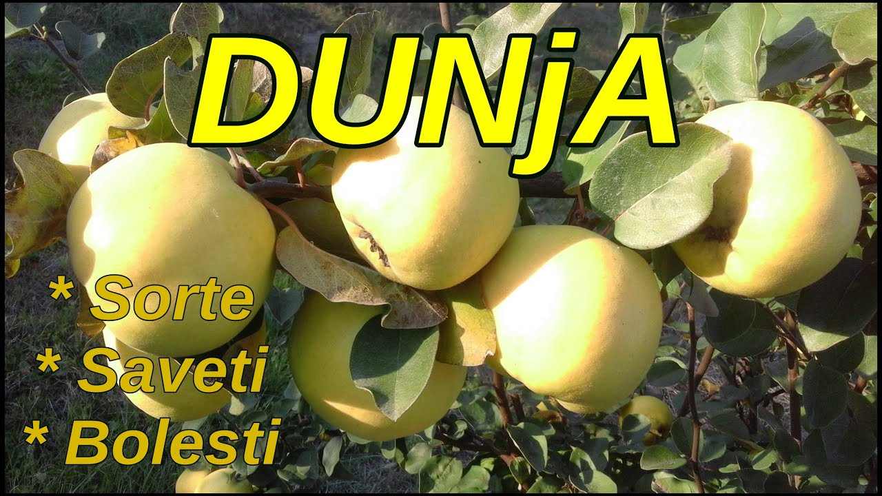 Stare Sorte Dunje