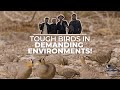 Demanding environments birding in the desert  israel 2023  field guides