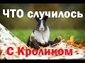 Возвращение. Что случилось с кроликом.