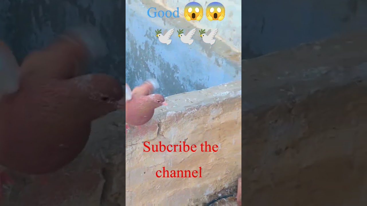 Multani Lal Khal😱🕊️🕊️||