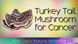 Turkey Tail Mushroom: Benefits for Health