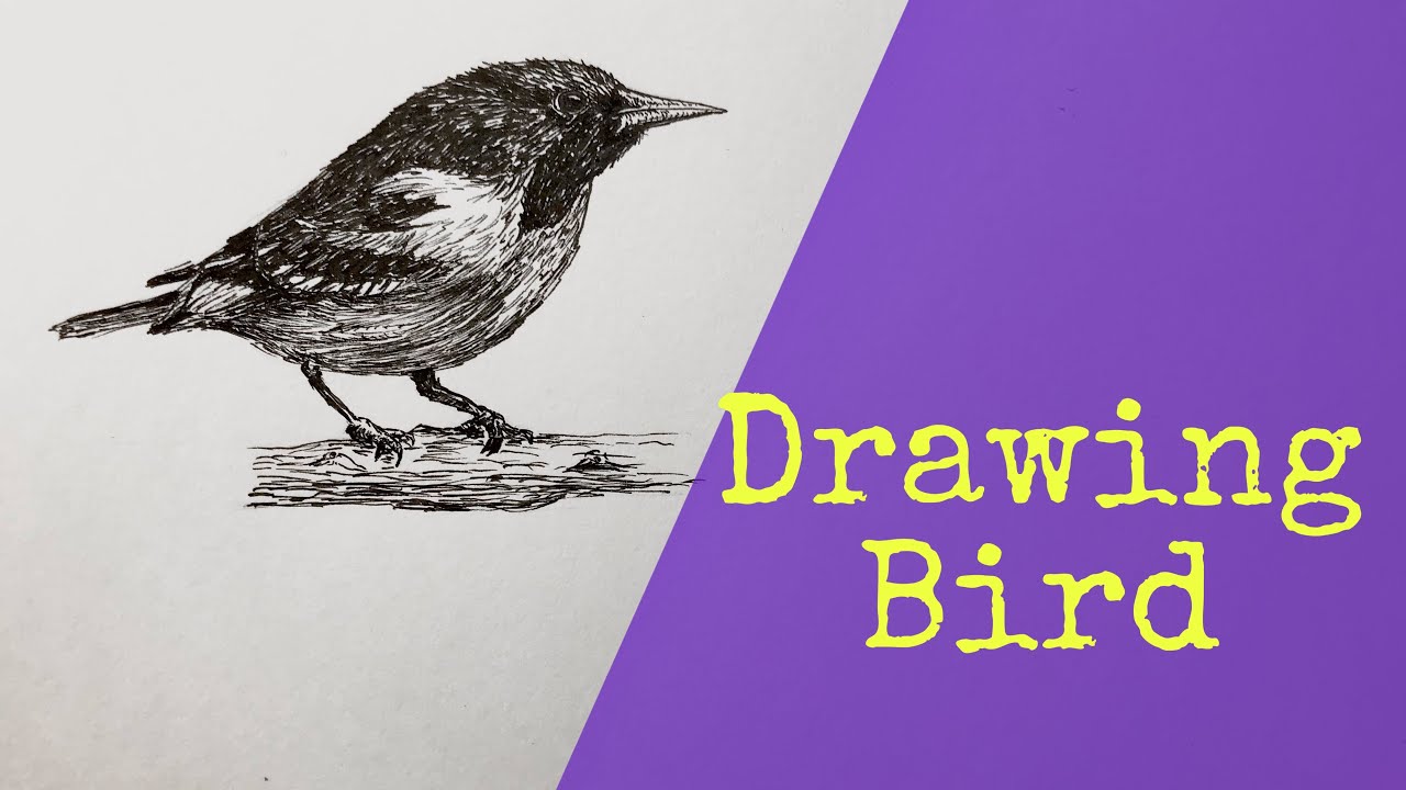 Pen and ink drawing bird YouTube