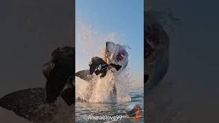 Baby Vs Adult Animals Transformation 4