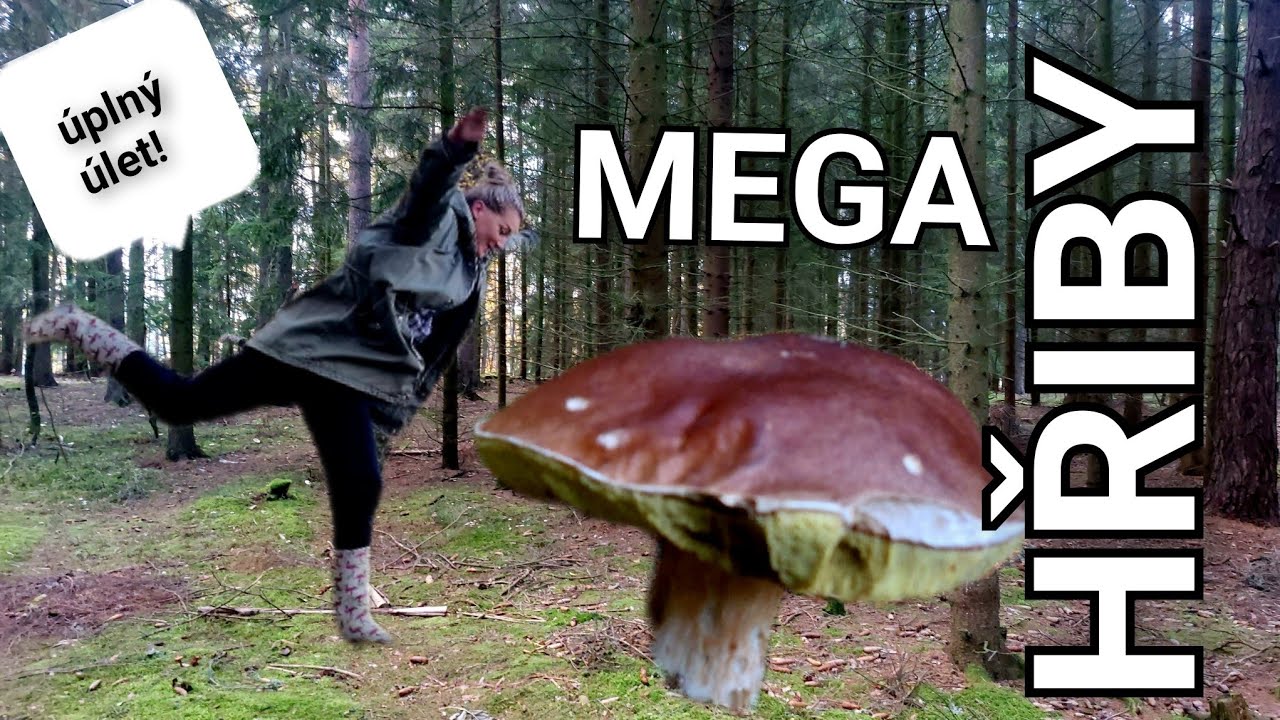 Nedělní houbaření s přáteli. Všichni máme gigantické hřiby. Houbaření na Karlovarsku 27.10.2024